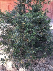 Buxus sempervirens