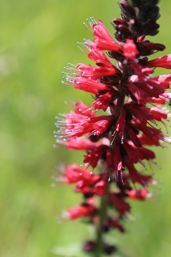 Pontechium maculatum