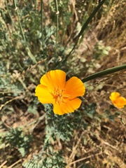 Eschscholzia californica
