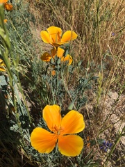 Eschscholzia californica