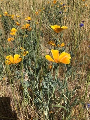 Eschscholzia californica