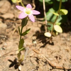 Zeltnera muehlenbergii