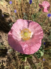 Papaver somniferum