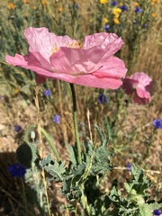 Papaver somniferum