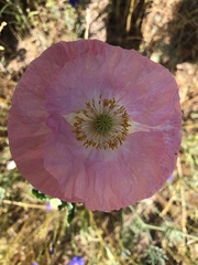 Papaver somniferum