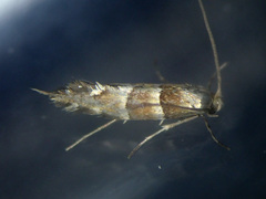 Phyllonorycter nicellii