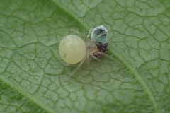 Paidiscura pallens