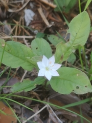 Lysimachia europaea