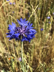 Centaurea cyanus