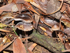 Mycena nargan