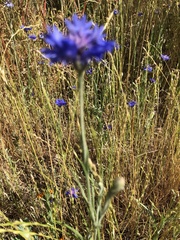 Centaurea cyanus