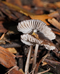 Mycena nargan