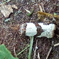 Periclepsis cinctana