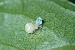 Paidiscura pallens