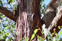 Climacteris erythrops