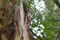 Climacteris erythrops