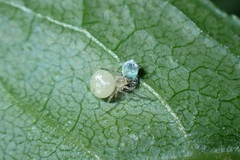 Paidiscura pallens