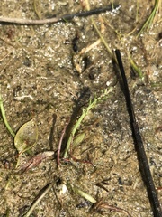 Caropsis