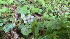 Trigonotis formosana elevatovenosa