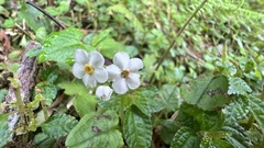 Trigonotis formosana elevatovenosa