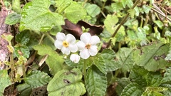 Trigonotis formosana elevatovenosa