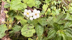 Trigonotis formosana elevatovenosa