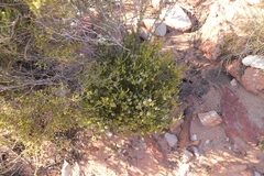 Agathosma roodebergensis
