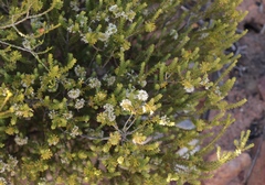 Agathosma roodebergensis
