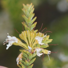 Agathosma roodebergensis