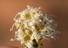 Agathosma roodebergensis