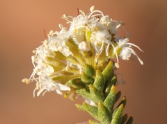 Agathosma roodebergensis