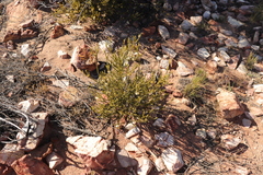 Agathosma roodebergensis