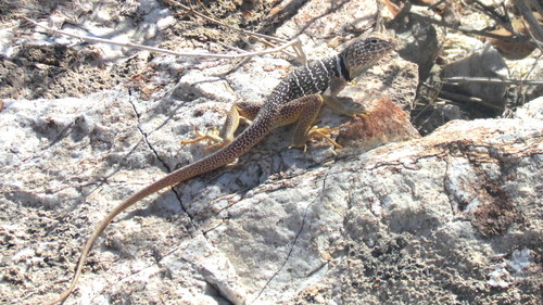 iNaturalist observation photo of Baja California Collared Lizard
