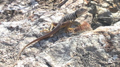 Crotaphytus vestigium