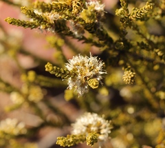 Agathosma roodebergensis