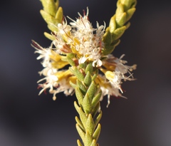 Agathosma roodebergensis