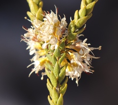 Agathosma roodebergensis