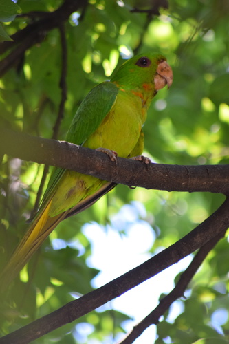 Green Parakeet