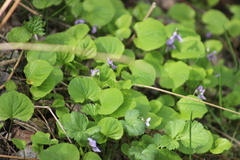 Viola epipsila