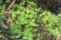 Viola epipsila