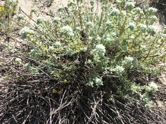 Teucrium dunense