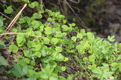 Viola epipsila
