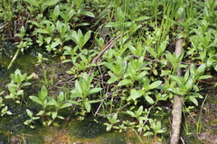 Epilobium adenocaulon