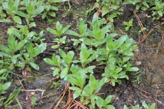 Epilobium adenocaulon
