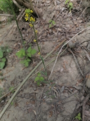 Erysimum hieraciifolium