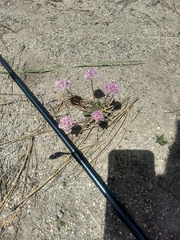 Calyptridium monospermum
