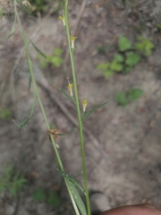 Erysimum hieraciifolium
