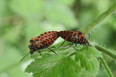 Graphosoma italicum italicum