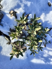 Brachyglottis revoluta