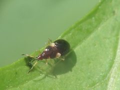 Anthocoris